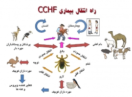 تب خونریزی‌دهنده کریمه-کنگو