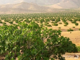 بیش از ۹۰ درصد انجیر صادراتی ایران متعلق به فارس است